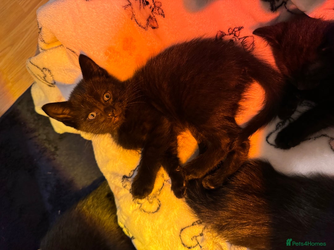 Mixed Breed cats for sale: Melanistic bengals/siamese’s (bengalese) - Advert 13