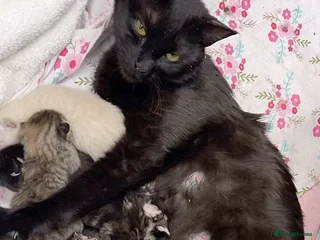 British Shorthair cats Beautiful kittens - Advert 1