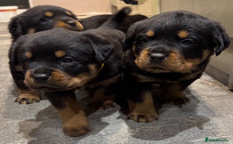 Rottweiler dogs KC German Rottweiler Puppies - Advert 4