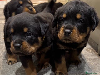 Rottweiler dogs KC German Rottweiler Puppies - Advert 1