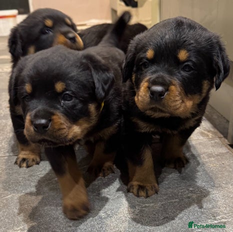 Rottweiler dogs KC German Rottweiler Puppies - Advert 1