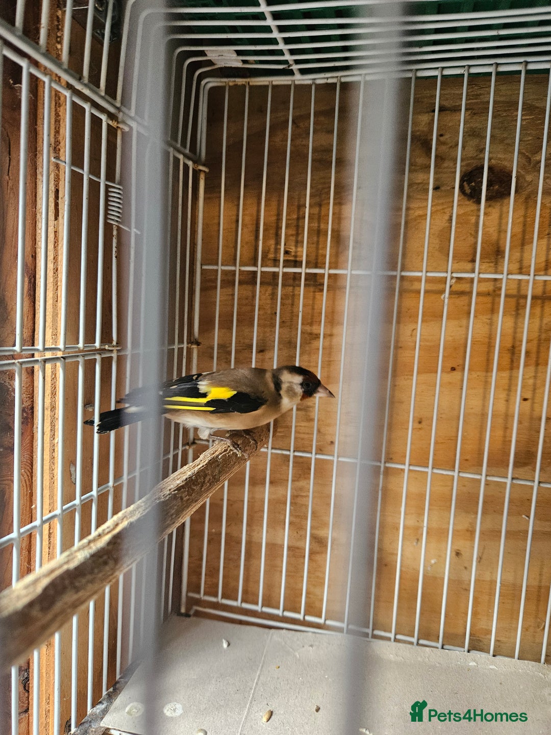 Finches birds for sale: Goldfinches, Bengalese finches & Zebra Finches - Advert 9