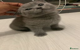 British Shorthair cats for sale: ONLY ONE FEMALE BRITISH SHORTHAIR LEFT - Image 3
