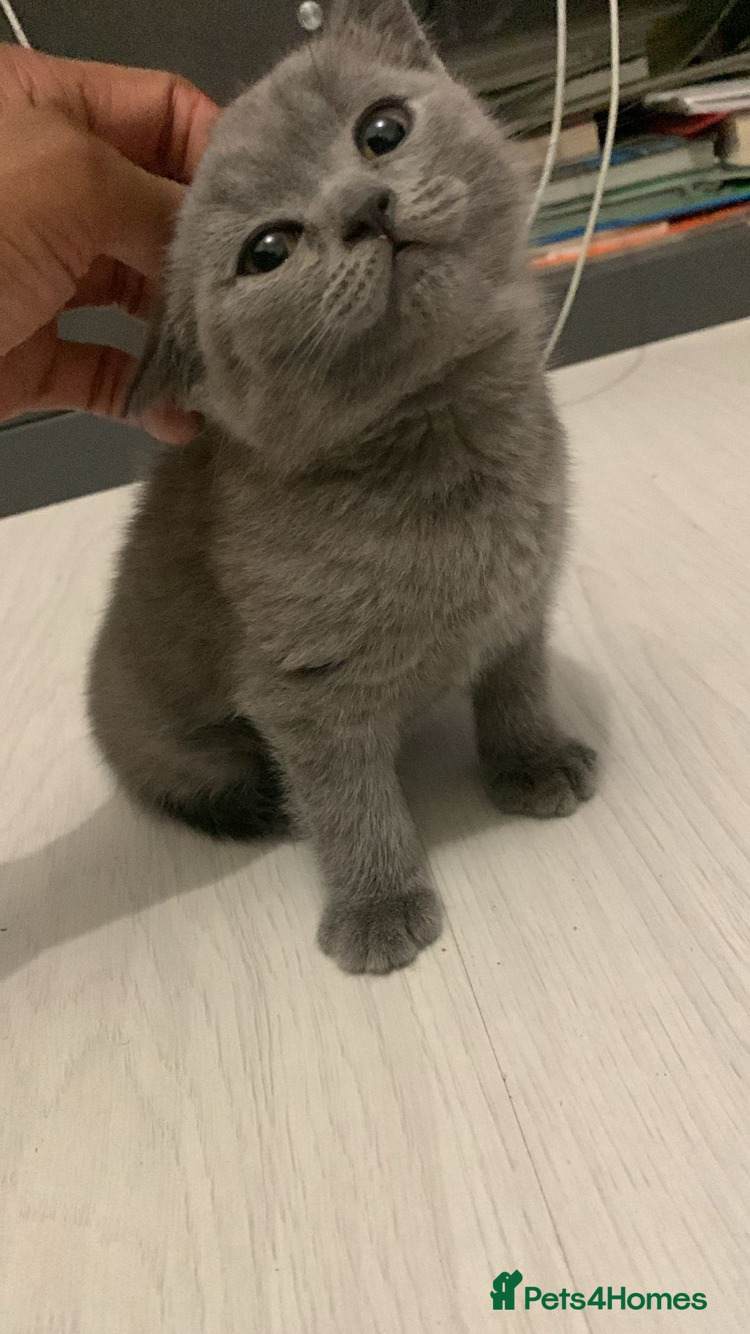 British Shorthair cats for sale: ONLY ONE FEMALE BRITISH SHORTHAIR LEFT - Image 3