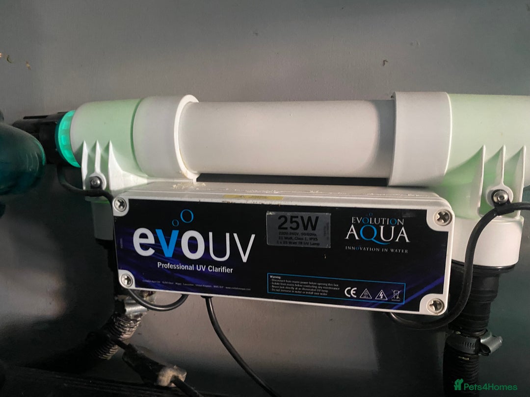 Cichlids fish for sale: Parrot fish x 2 1x random fish - Image 4