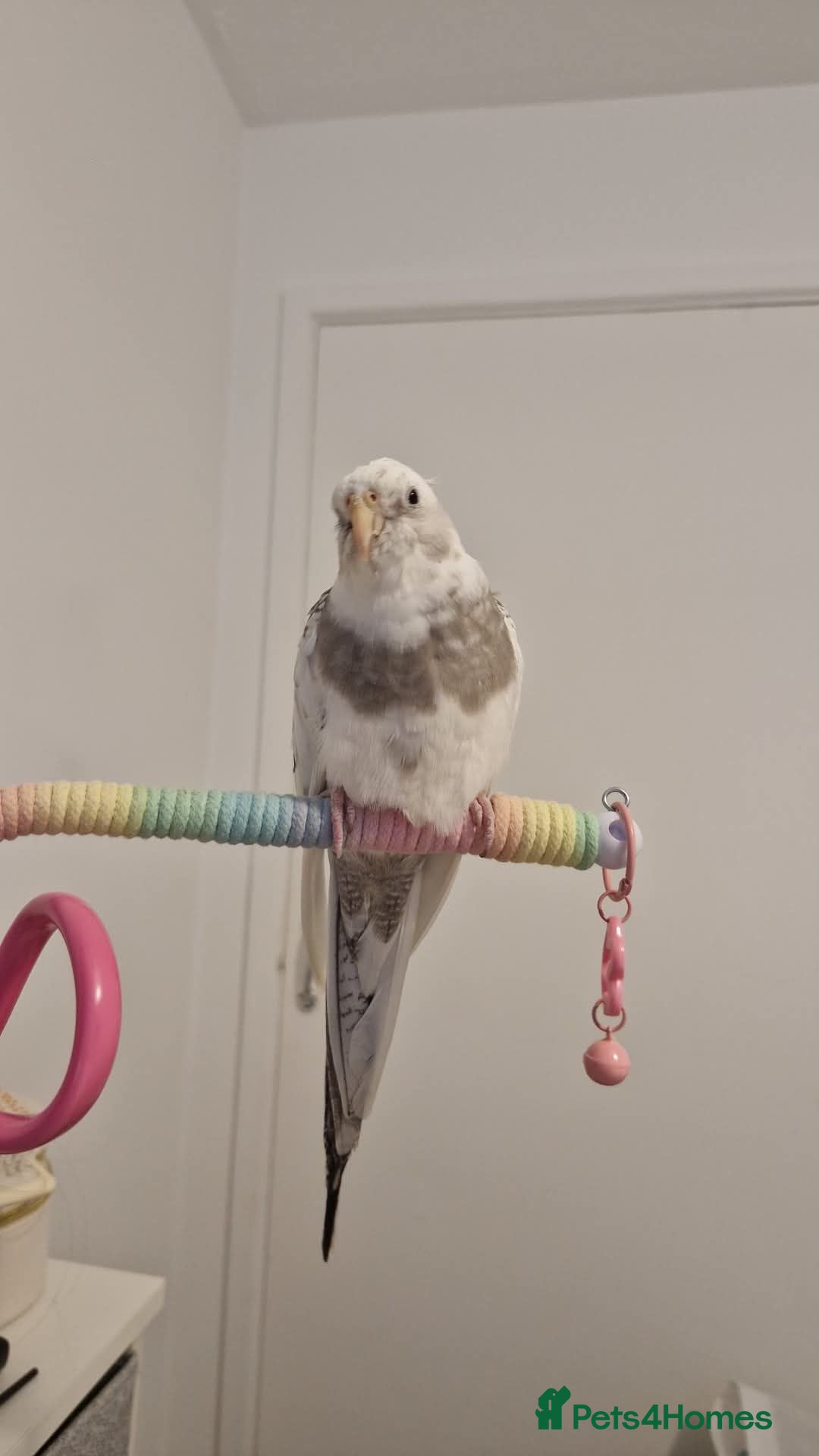 Cockatiels birds Cockatiel, female. - Advert 4