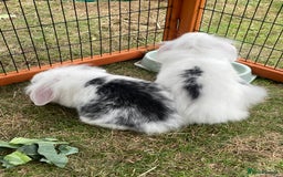 Mini Lop rabbits for sale: Beautiful Mini Lop Babies - Image 10
