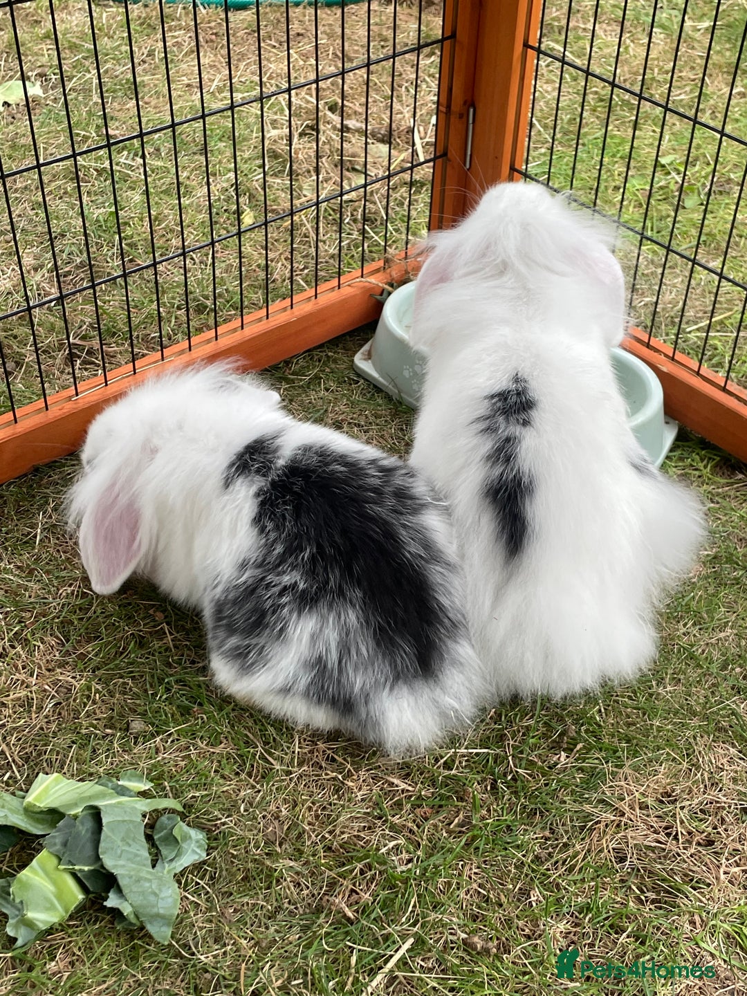 Mini Lop rabbits for sale: Beautiful Mini Lop Babies - Image 10