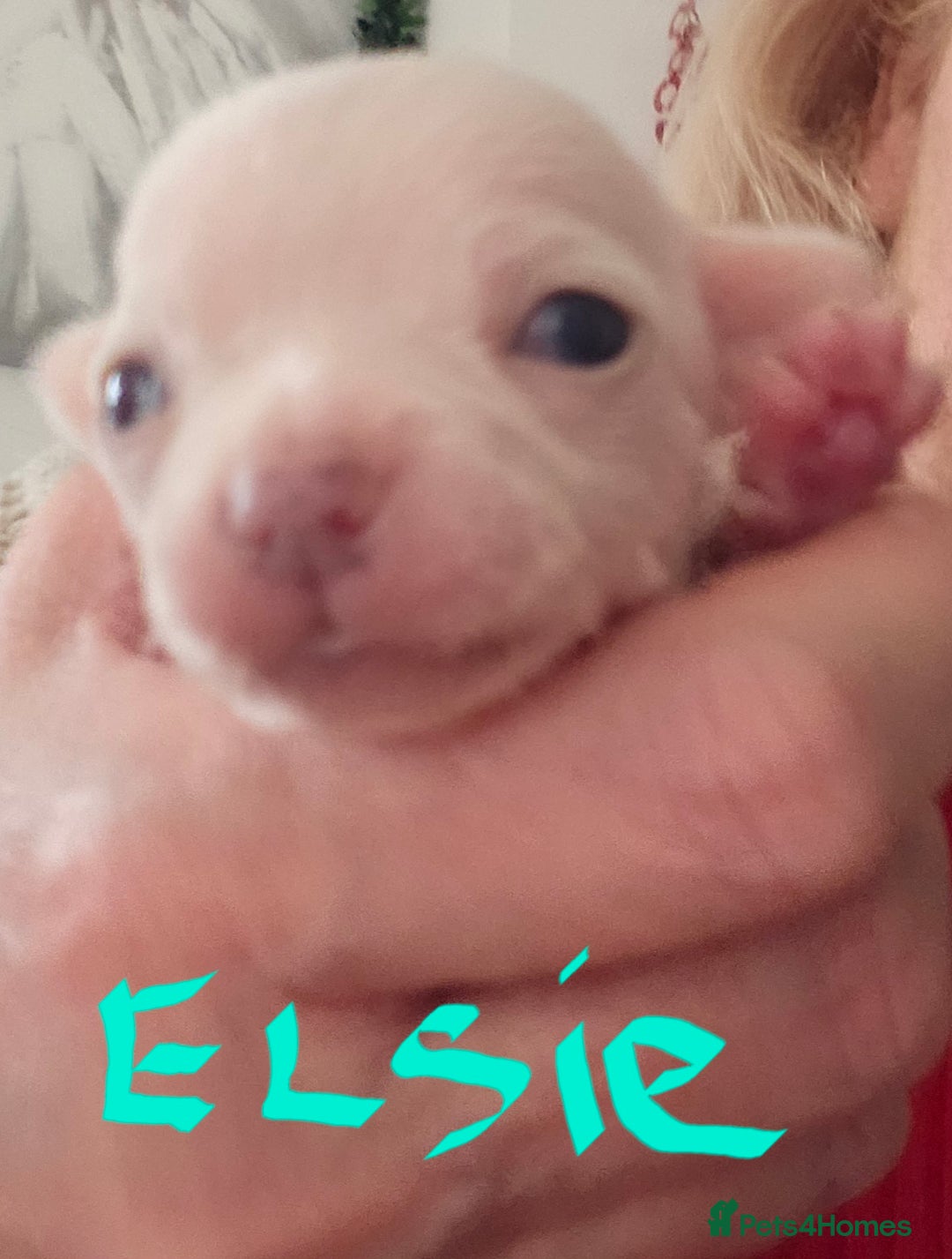 Chihuahua dogs for sale: Pure Snow White  Female Chihuahuas  - Advert 2