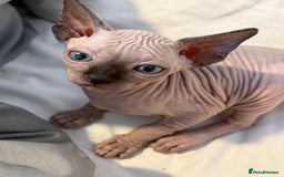 Sphynx cats for sale: sphynx canadian kittens ready to leave now  - Image 21