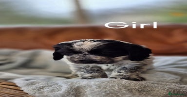 Cocker Spaniel dogs - Advert 4