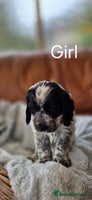 Cocker Spaniel dogs - Advert 16