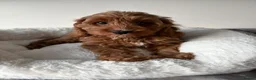 Cavapoo dogs for sale: Health Tested Cavapoo Puppies - Advert 3