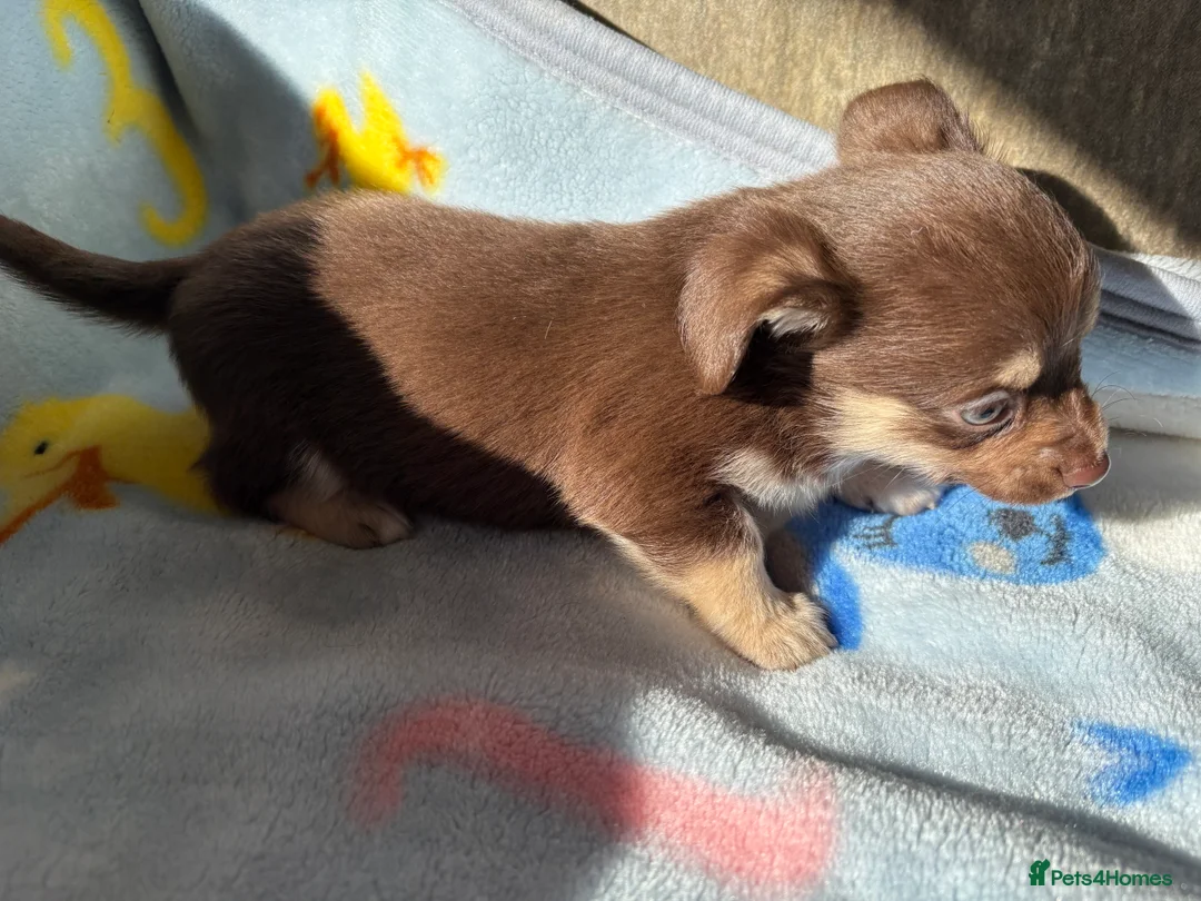 Mixed Breed dogs for sale: Pomeranian x Yorkshire terrier puppies - Advert 6