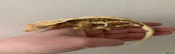 Gecko reptiles for sale: Gecko’s for sale - Advert 6