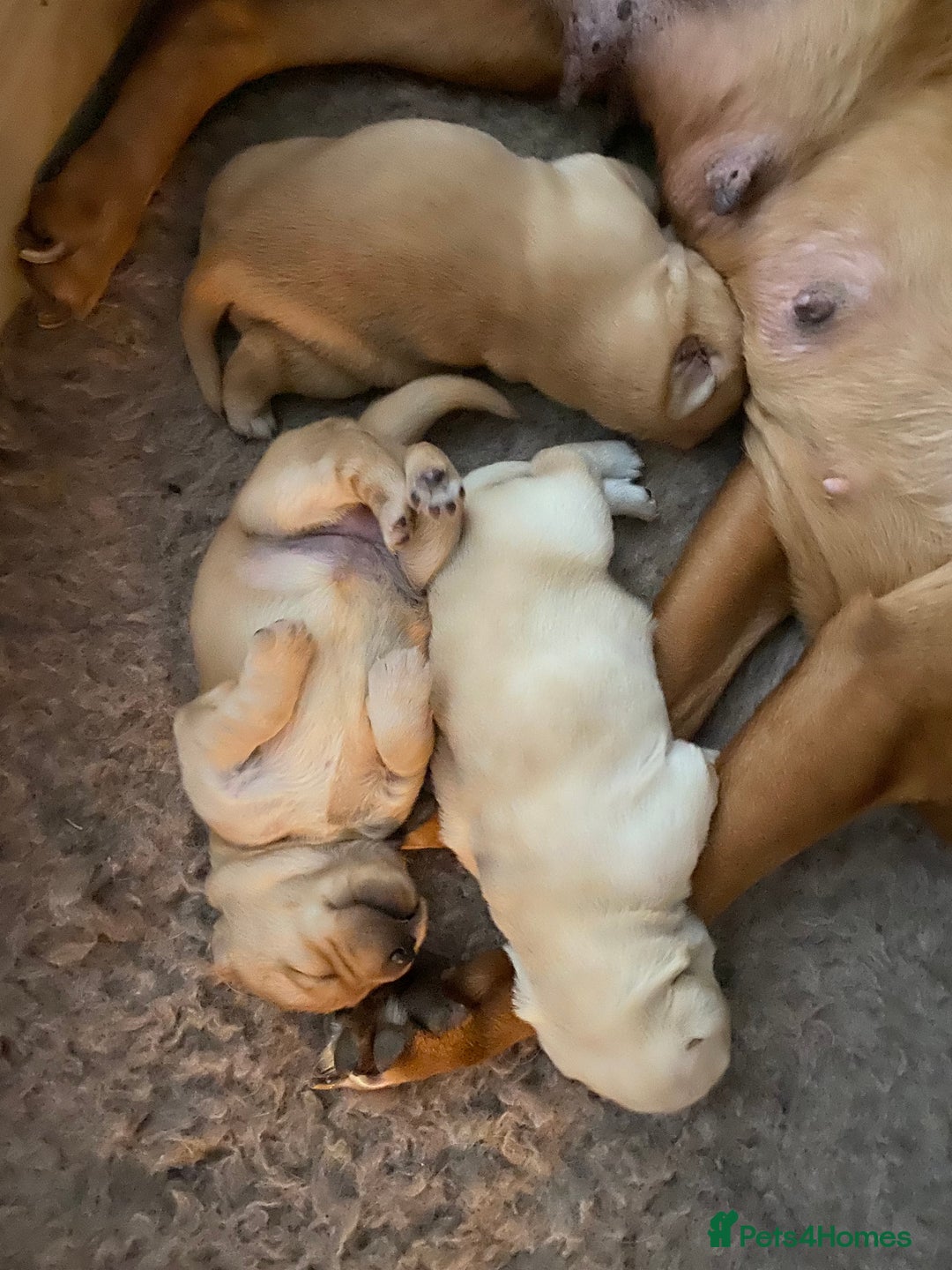 Goldador dogs for sale: Goldador Puppies  - Advert 2