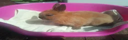 Netherland Dwarf rabbits for sale: Pretty Female and Male Netherland Dwarf Babies - Advert 8