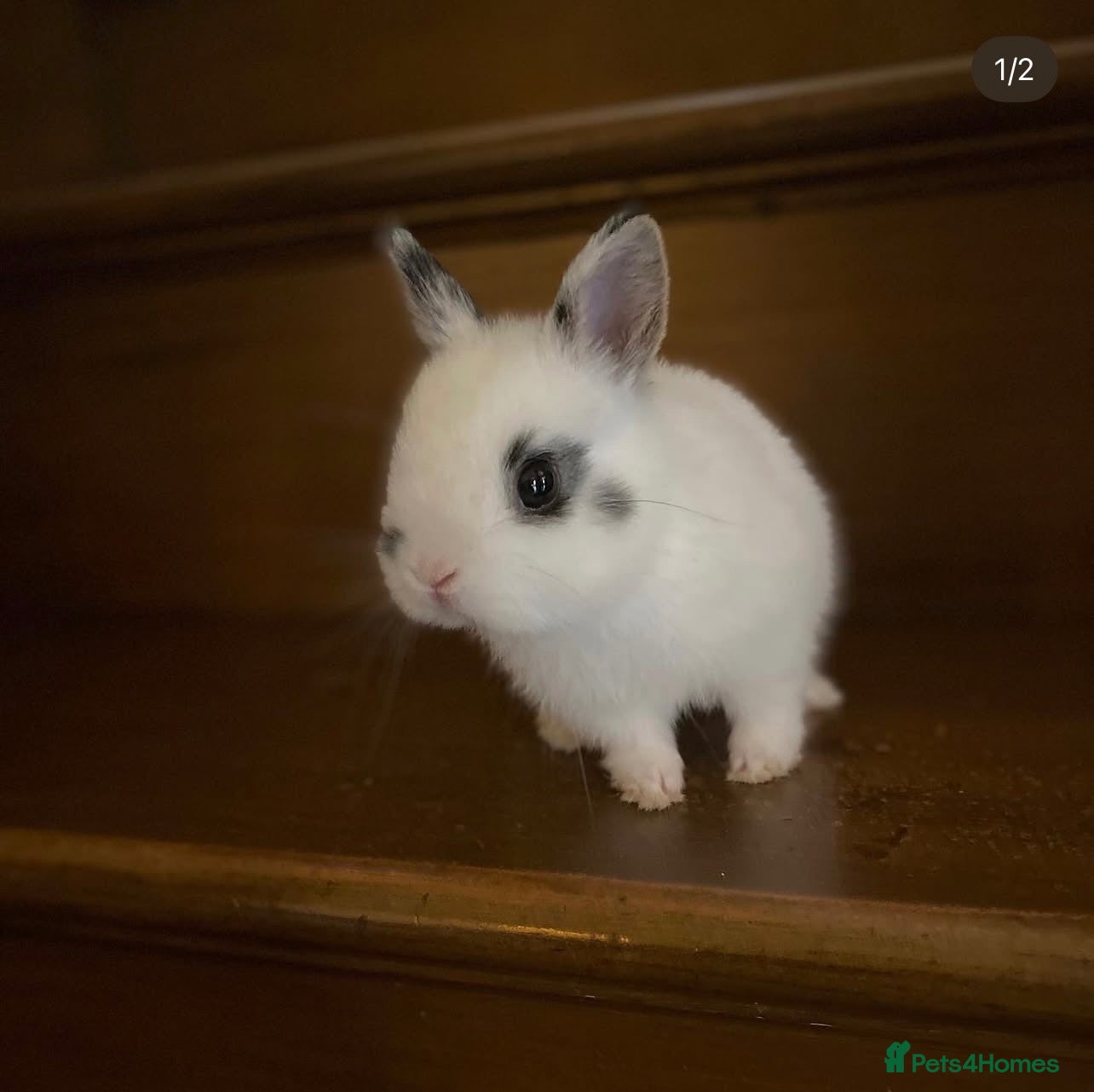 Netherland Dwarf rabbits Tiny Pure Bred Netherlands Dwarfs Ready Now  - Advert 16