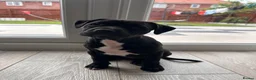 Staffordshire Bull Terrier dogs for sale: Staffordshire bull terrier puppy (Lola)  - Advert 8