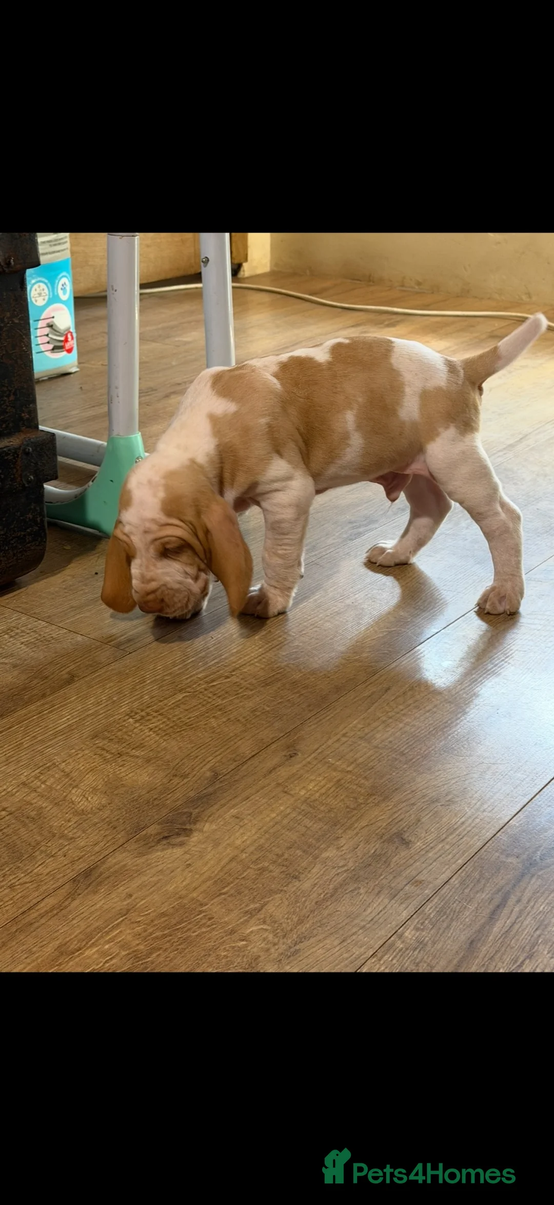 Bracco Italiano dogs for sale: STUNNING BOYS LOOKING FOR NEW HOMES  - Advert 2
