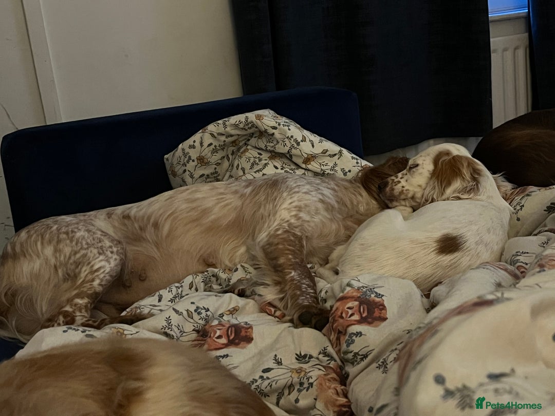 Cocker Spaniel dogs for sale: Female red roan dna clear pup  - Image 4