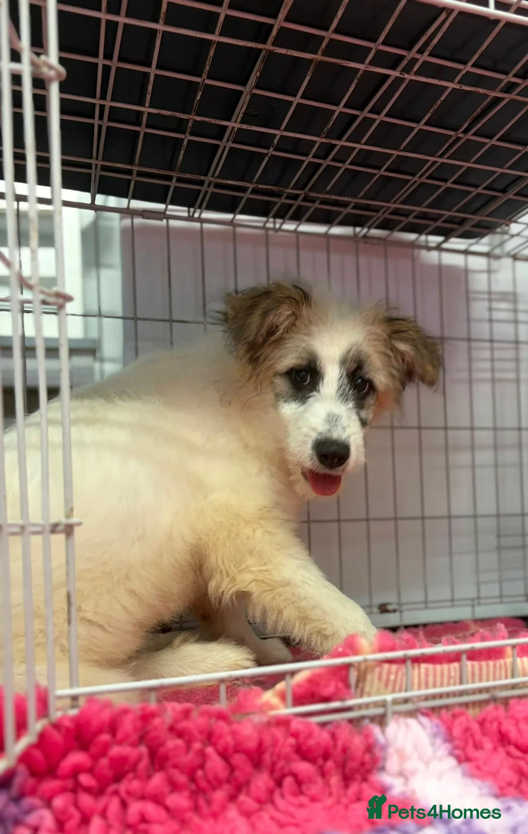 Mixed Breed dogs for adoption: Lulu The Little Survivor with the Big Personality - Advert 7