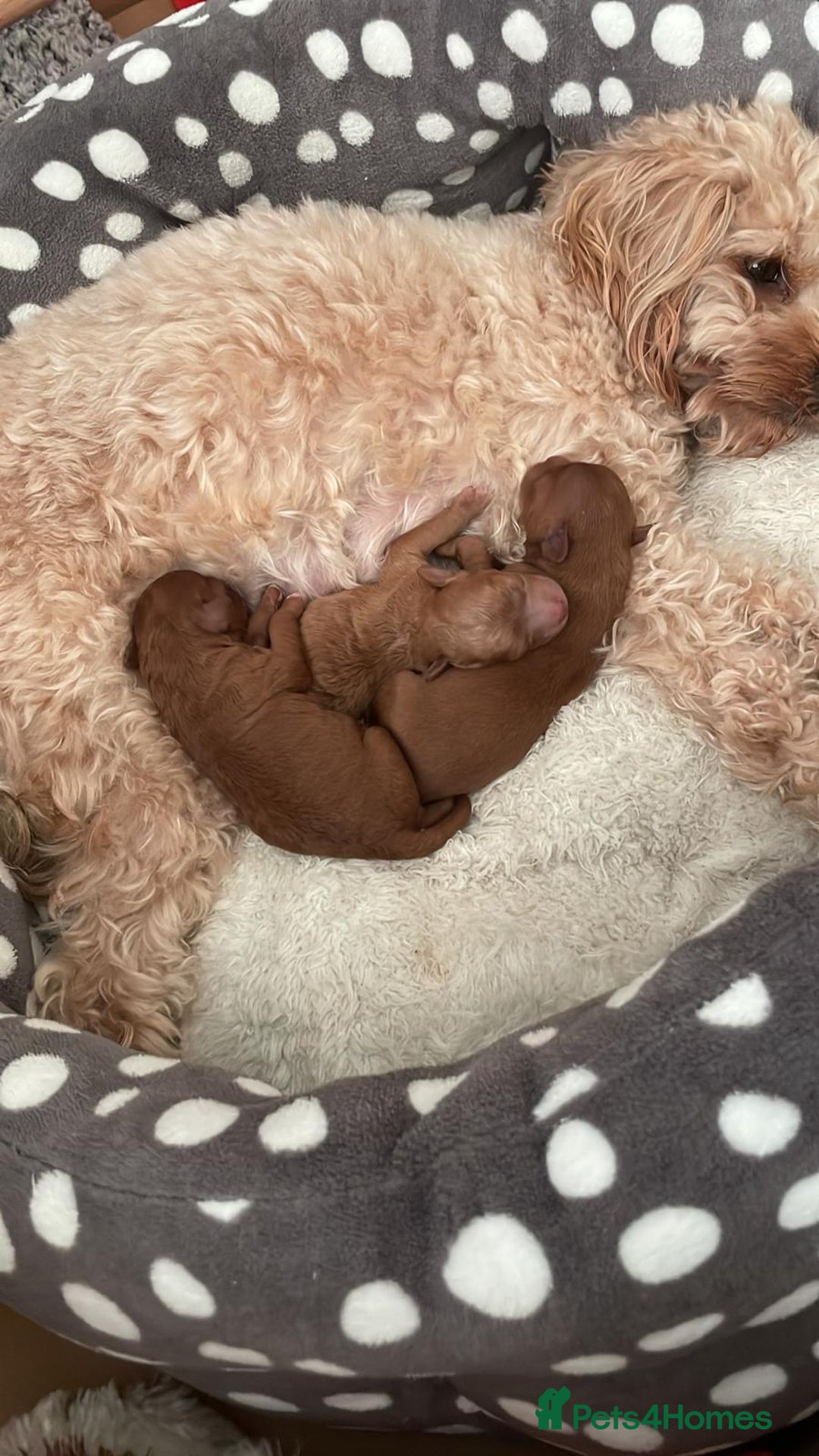 Cavapoo dogs for sale: Adorable mini Cavapoo puppies F1bb - Advert 5