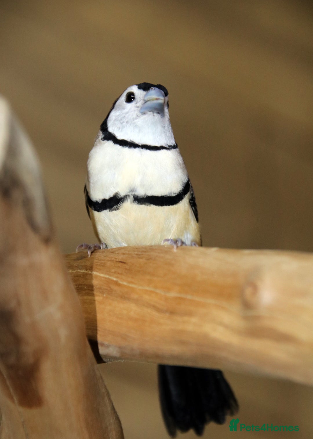 Parrots birds for sale: Talking Parrot and bird Available - Advert 29