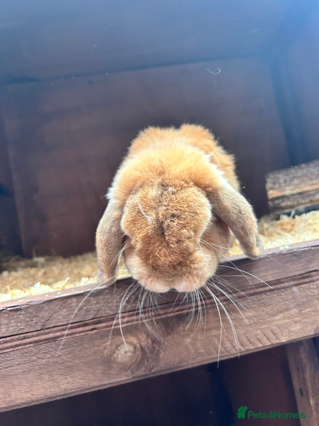 Mixed Breed rabbits for sale: Rabbits for sale  - Advert 8