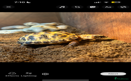 Tortoise reptiles for sale: Tortoise and vivarium  - Image 3