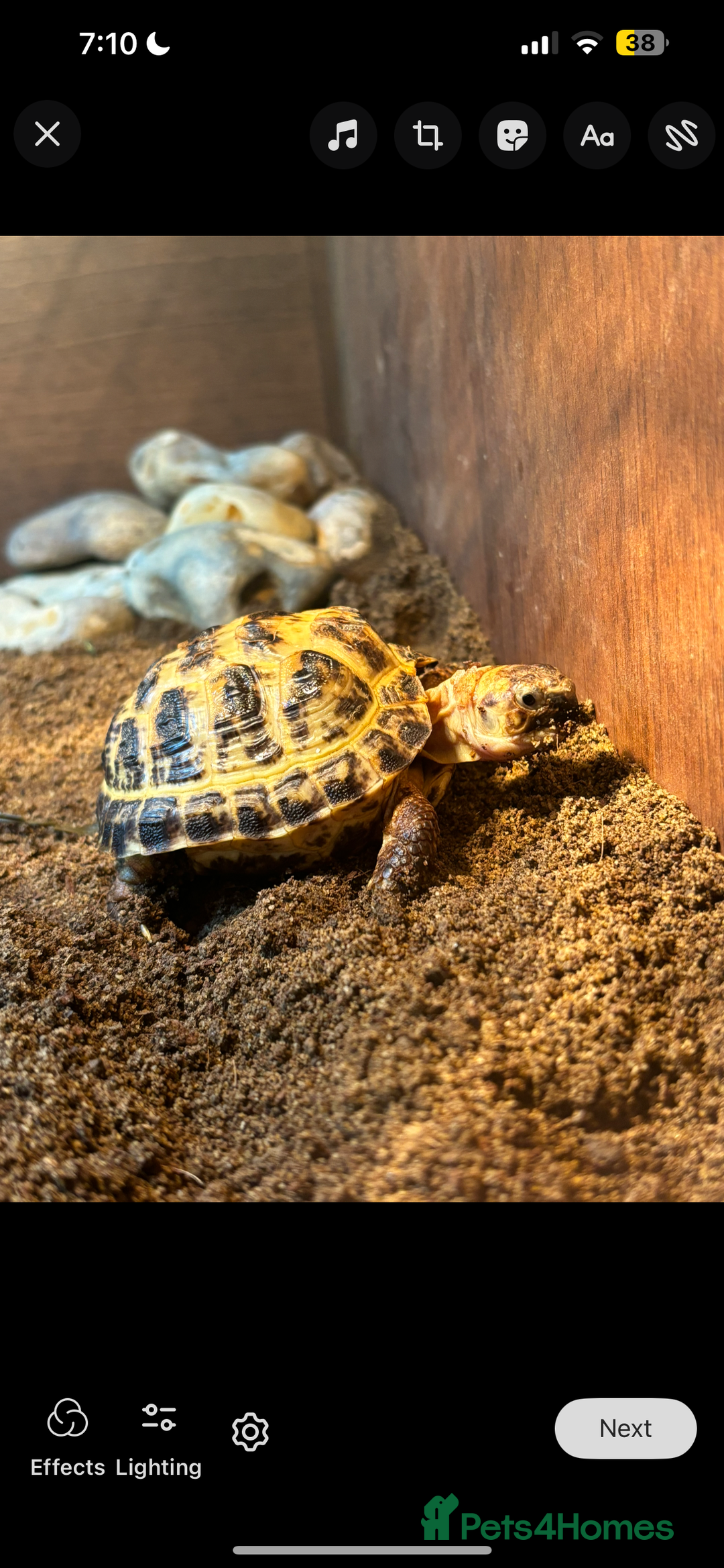 Tortoise reptiles for sale: Tortoise and vivarium  - Image 3
