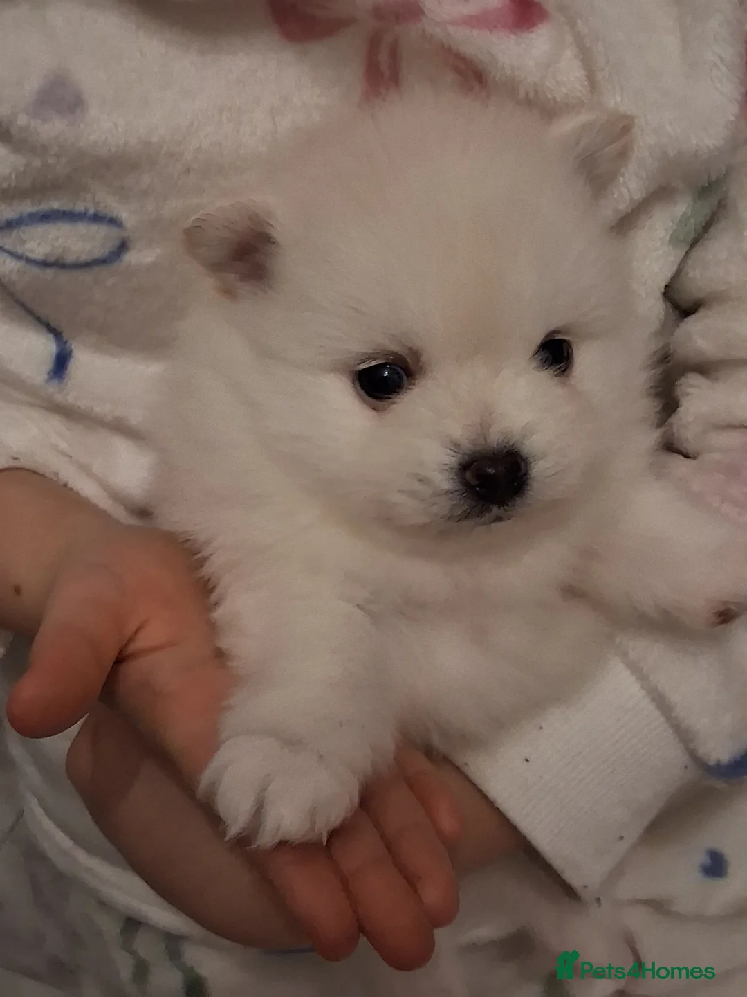 Pomeranian dogs for sale: 💖RARE PURE WHITE POMMERAINIAN💝 - Advert 2