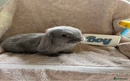 Mini Lop rabbits for sale: Friendly mini lop babies ready 14 August - Image 2