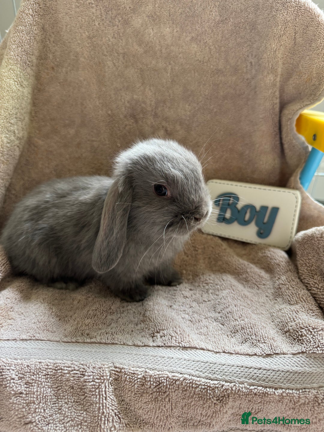 Mini Lop rabbits for sale: Friendly mini lop babies ready 14 August - Image 2