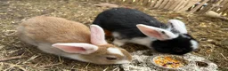 Mixed Breed rabbits for sale: Mixed lop (need homes this week) - Advert 9