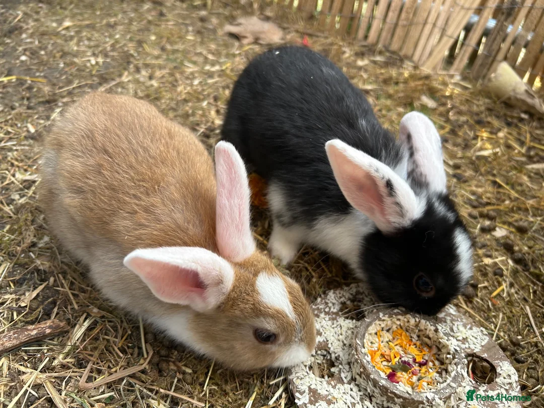 Mixed Breed rabbits for sale: Mixed lop (need homes this week) - Advert 9