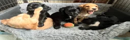 Cocker Spaniel dogs for sale: KC reg. Working Cocker Spaniel Pups  - Advert 3