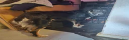 Mixed Breed dogs for sale: Collie cross - Advert 2