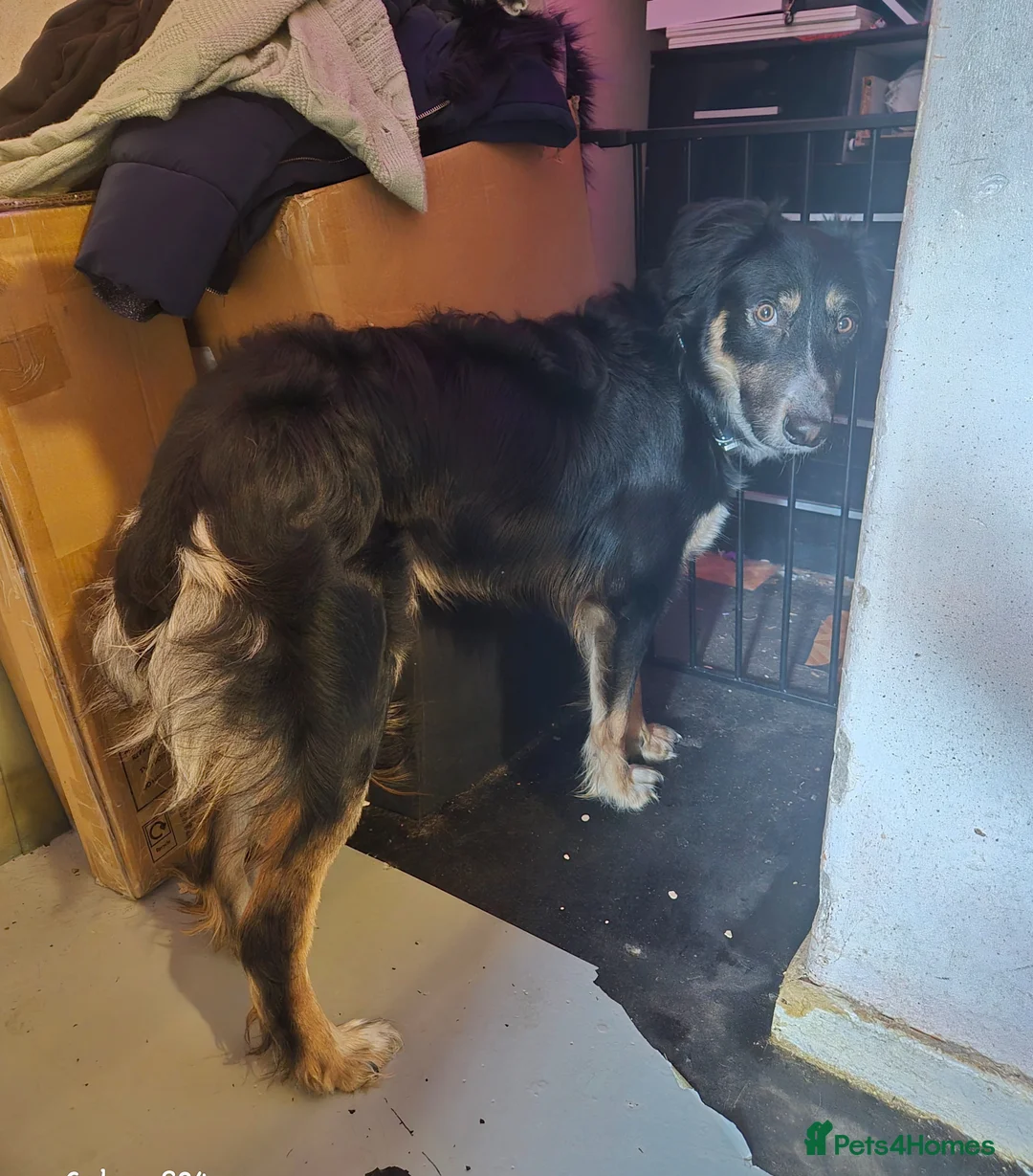Mixed Breed dogs for sale: Collie cross - Advert 2