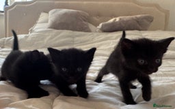 Mixed Breed cats for sale: 3x black kittens for sale  - Image 7