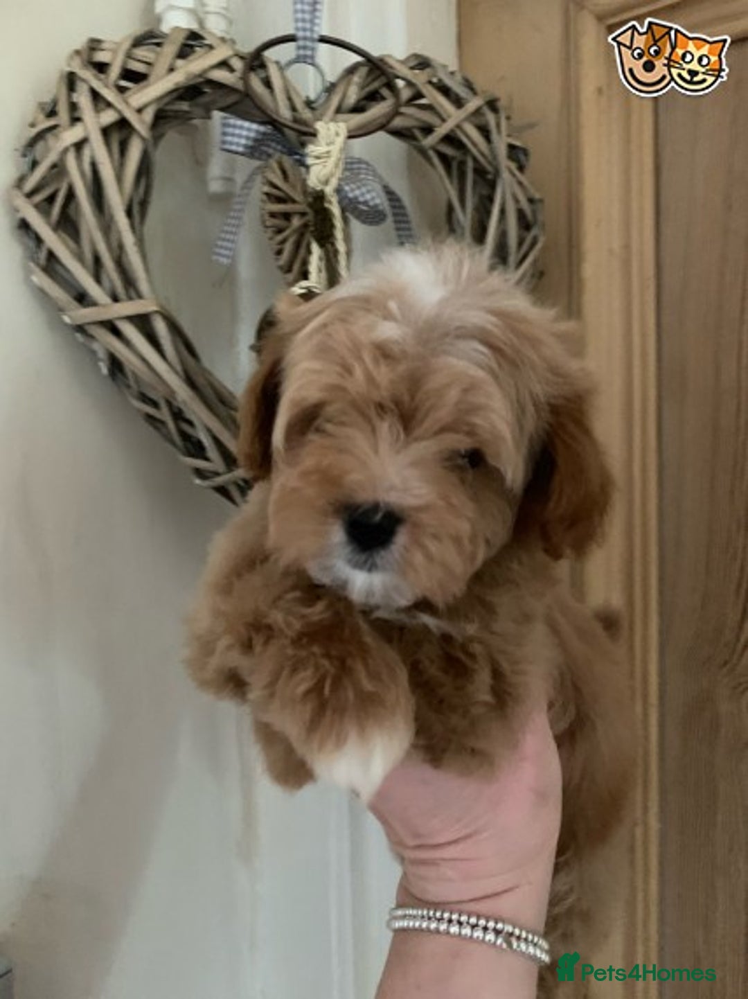 Toy Poodle dogs for stud: KC (FULLY HEALTH TESTED )RED TOY POODLE STUD in Galston - Advert 11
