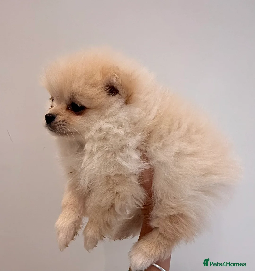 Pomeranian dogs for sale: 3 beautiful creamy/white Pomeranian puppies - Advert 16