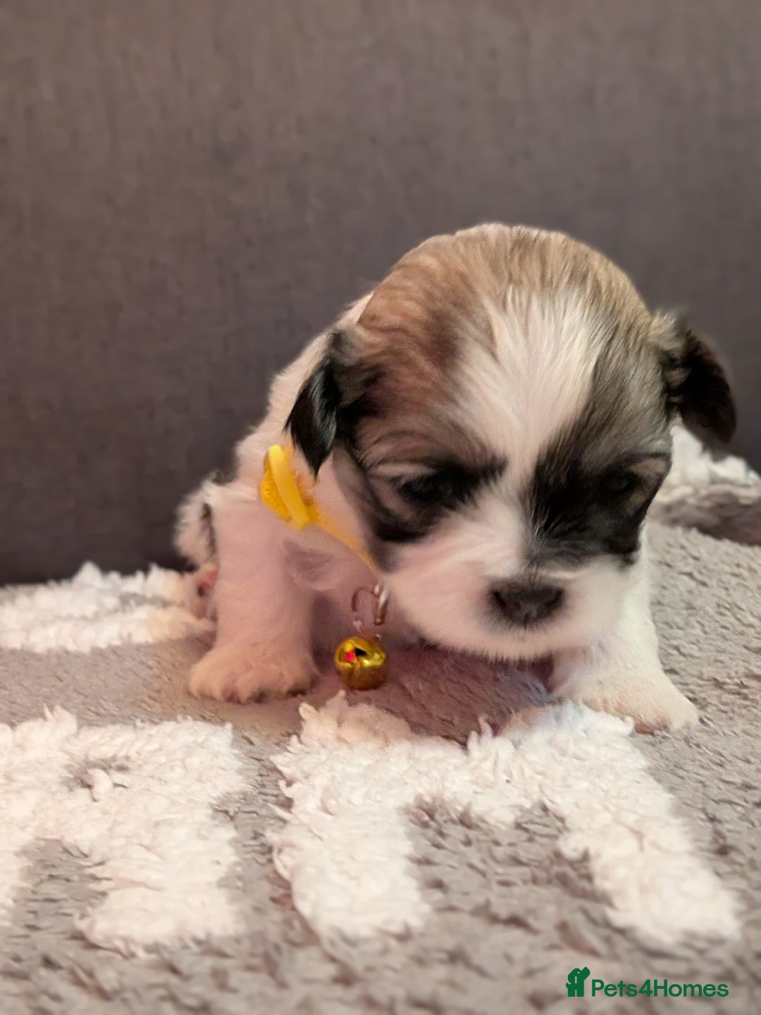 Lhasa Apso dogs for sale: Last gorgeous Lhasa apso boy yellow collar - Image 5