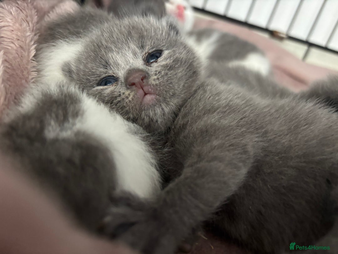 British Shorthair cats for sale: British shorthair kittens  - Image 24