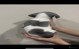 Miniature Dachshund dogs for sale: 4 MINIATURE DACHSHUND PUPPIES 🤍  - Advert 3