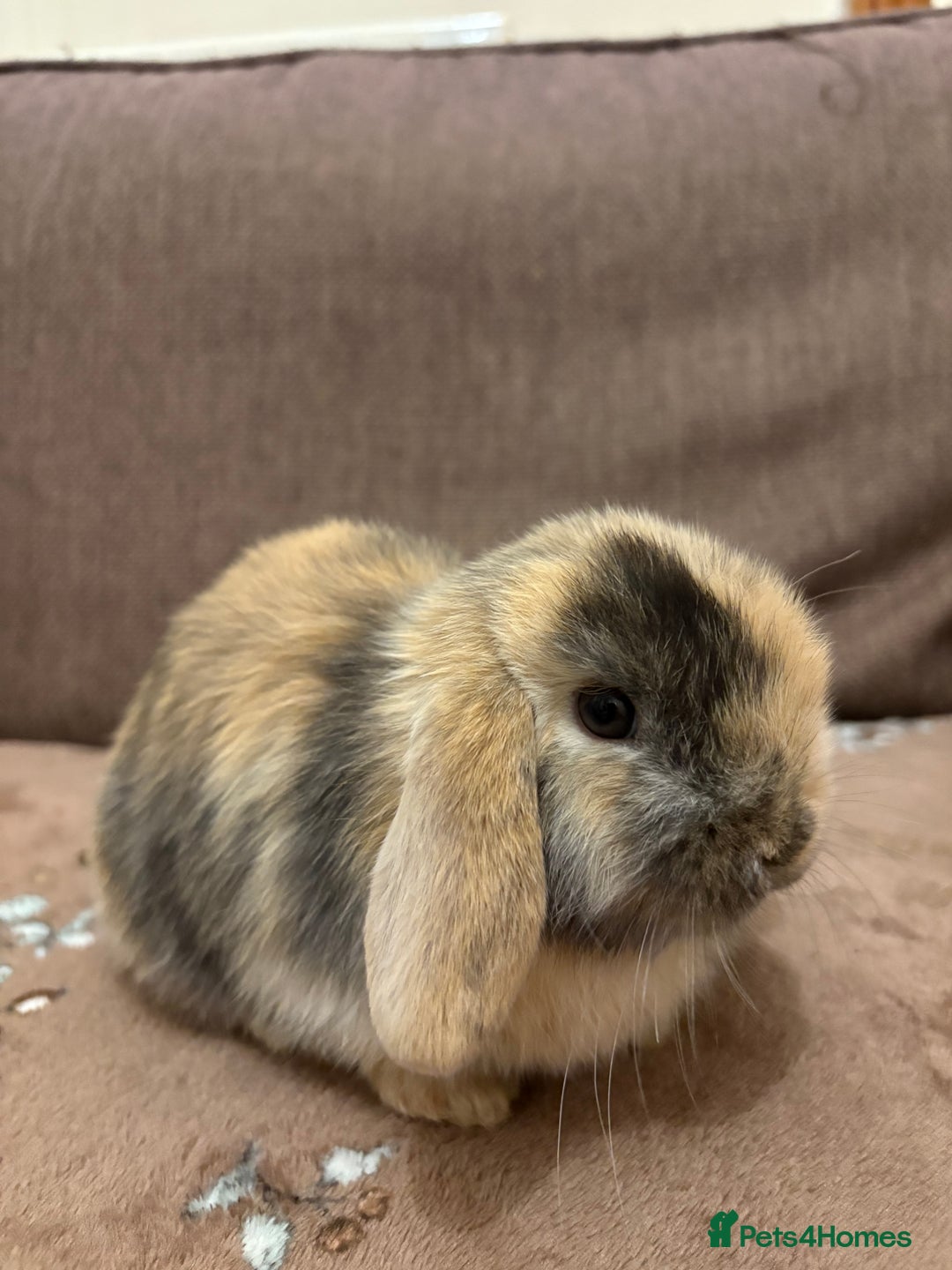 Mini Lop rabbits for sale: Bonded Mini Lop Harlequin Pair. Sold Together Only - Advert 3