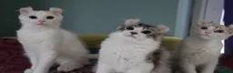 American Curl cats for sale: Beautiful, playful Rare American Curl Kittens - Advert 38