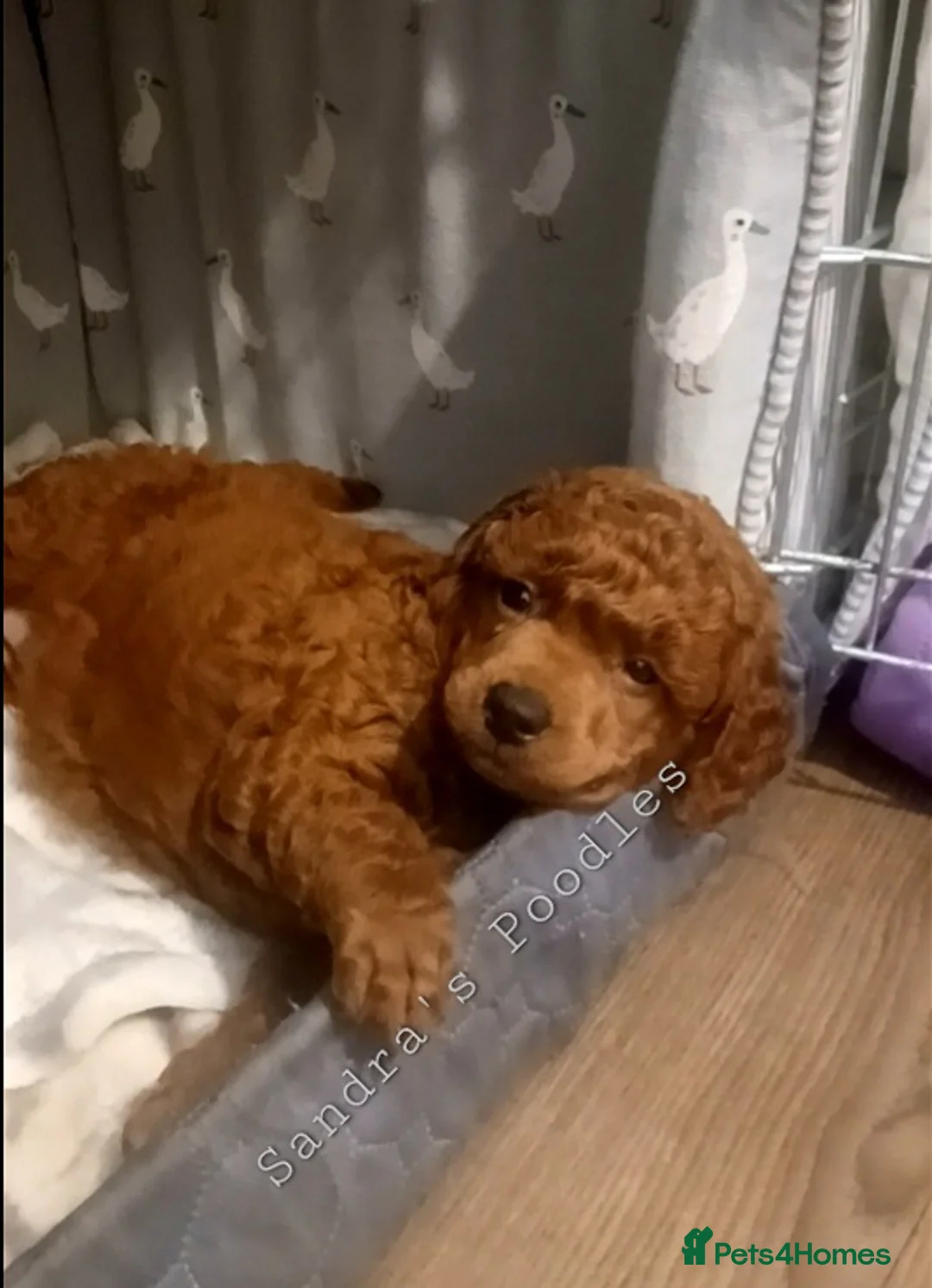 Miniature Poodle dogs for sale: ☆Quality KC Red Mini Poodles DNA Health Tested☆ - Advert 4
