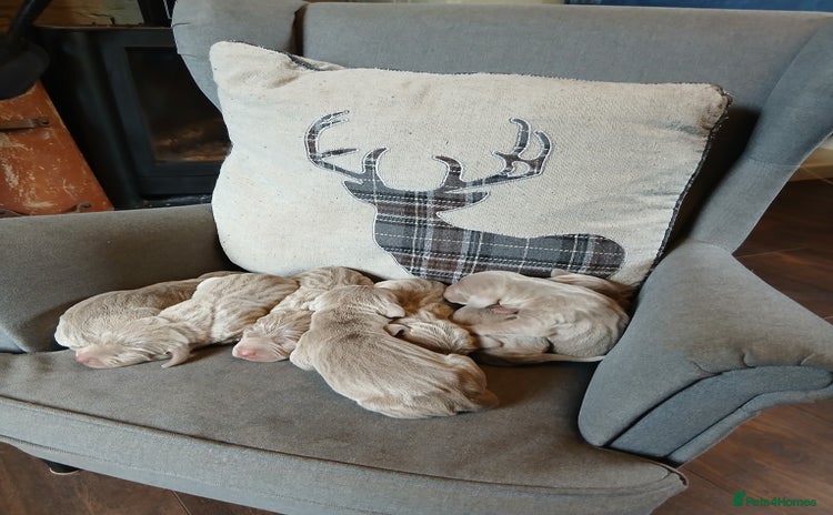 Weimaraner dogs - Advert 5