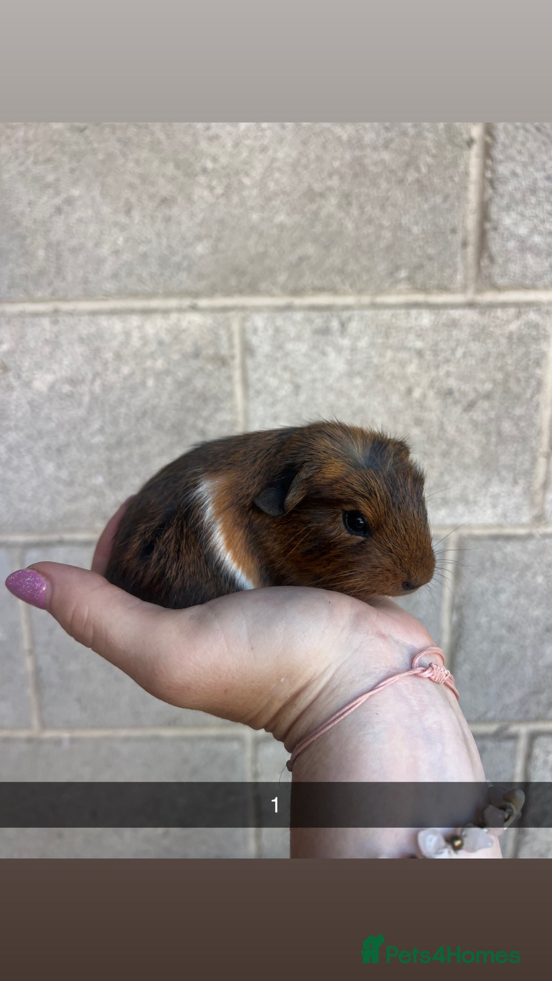 Guinea Pig rodents for sale: Lovely guinea pigs looking for their new homes!  - Image 2